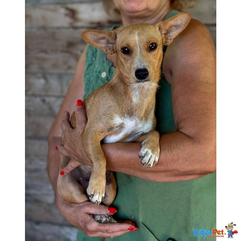 Sonia Cucciolotta mix Chihuahua Bassotto Cerca casa - Taglia Piccola 5 Kg - Foto n. 1