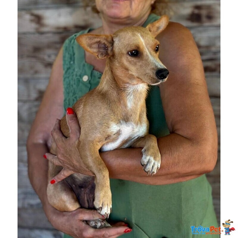 Sonia Cucciolotta mix Chihuahua Bassotto Cerca casa - Taglia Piccola 5 Kg - Foto n. 3