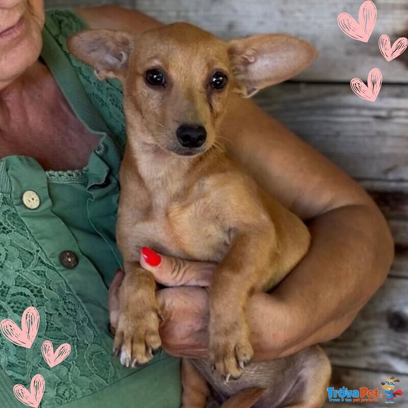 Mirtilla Dolce Cagnolina 1 anno Taglia mini Cerca Adozione - Foto n. 1