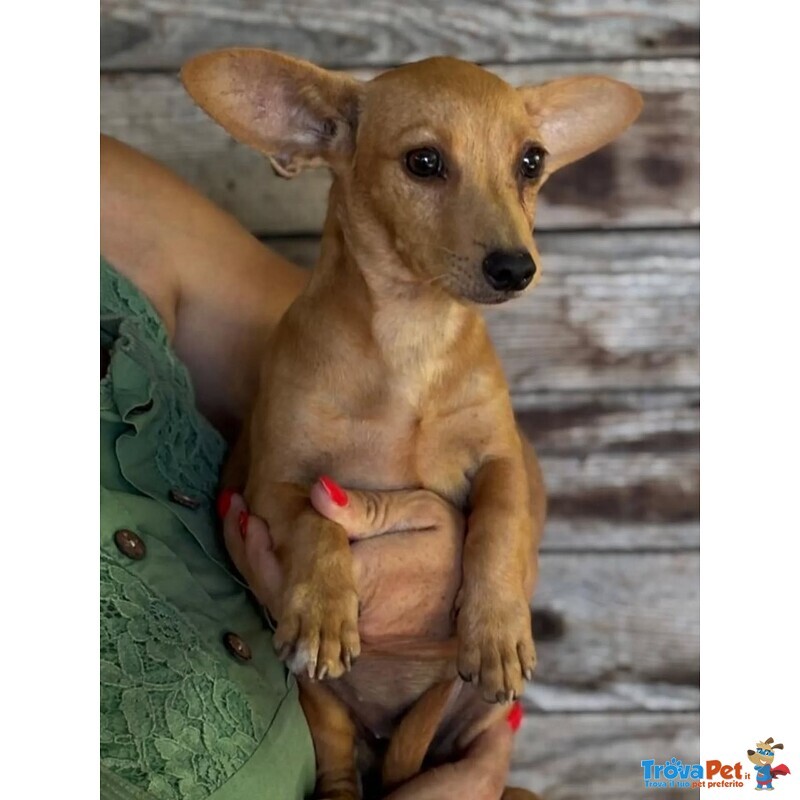 Mirtilla Dolce Cagnolina 1 anno Taglia mini Cerca Adozione - Foto n. 2