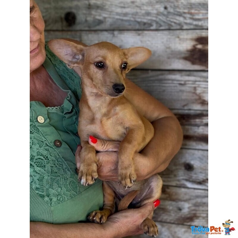 Mirtilla Dolce Cagnolina 1 anno Taglia mini Cerca Adozione - Foto n. 3