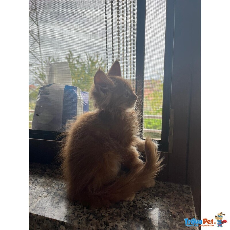 Maine Coon - Foto n. 2
