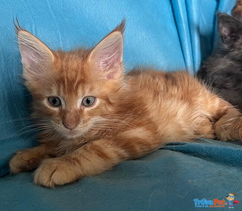 Maine Coon - Foto n. 3