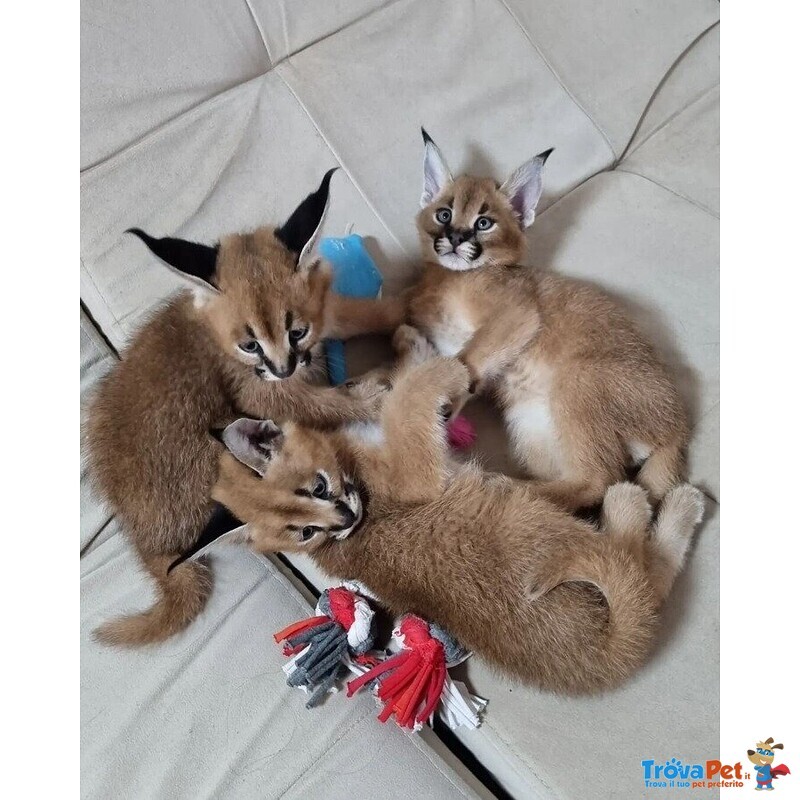 Cuccioli di Serval e Caracal Disponibili - Foto n. 1
