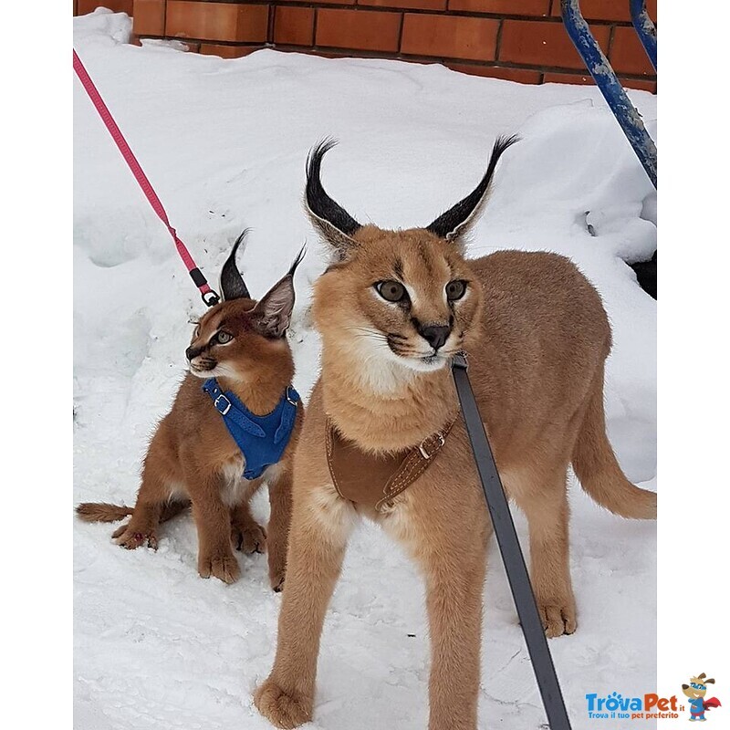Cuccioli di Serval e Caracal Disponibili - Foto n. 3