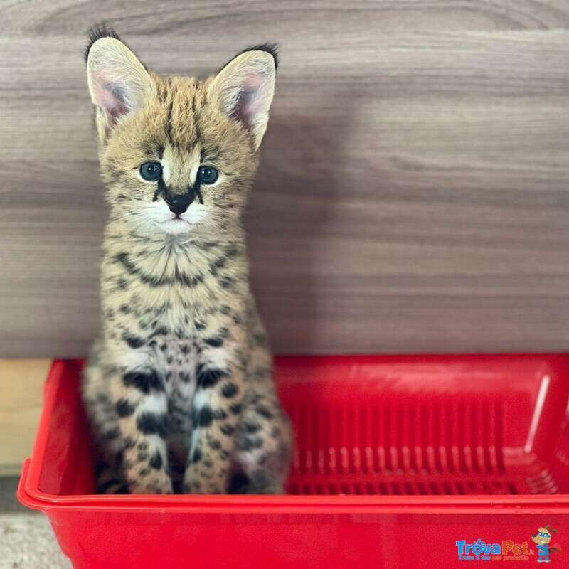 Cuccioli di Serval e Caracal Disponibili - Foto n. 7