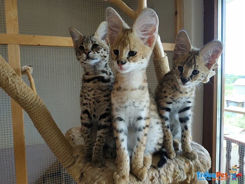 Magnifici Gattini Caracat e Savannah - Foto n. 2