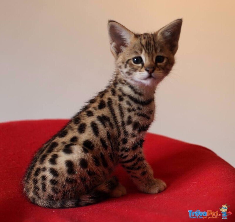 Magnifici Gattini Caracat e Savannah - Foto n. 1