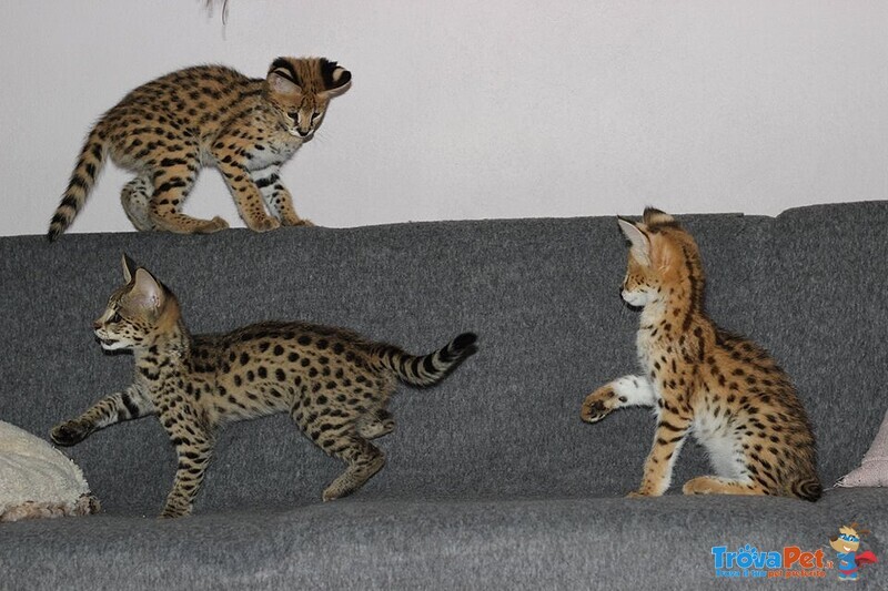 Magnifici Gattini Caracat e Savannah - Foto n. 3