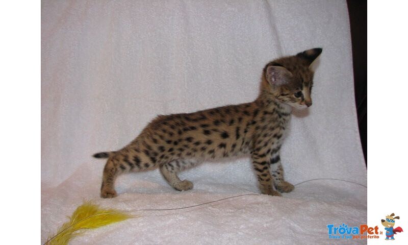 Magnifici Gattini Caracat e Savannah - Foto n. 4
