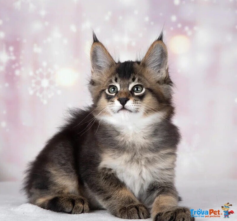 Magnifici Gattini Caracat e Savannah - Foto n. 5