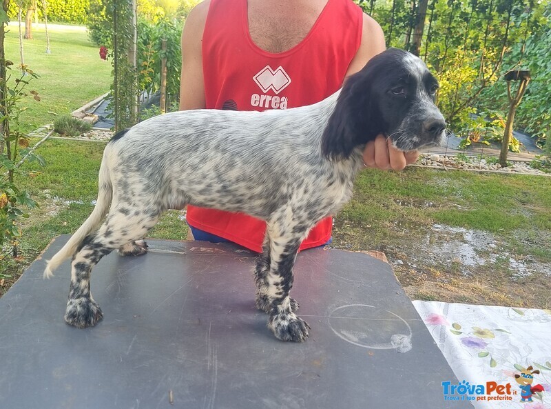 Cuccioli Setter Inglese - Foto n. 1