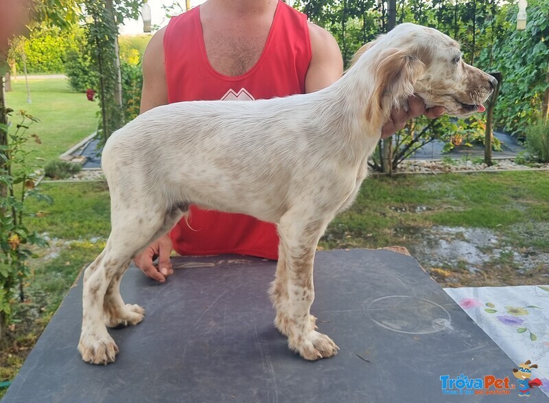 Cuccioli Setter Inglese - Foto n. 3