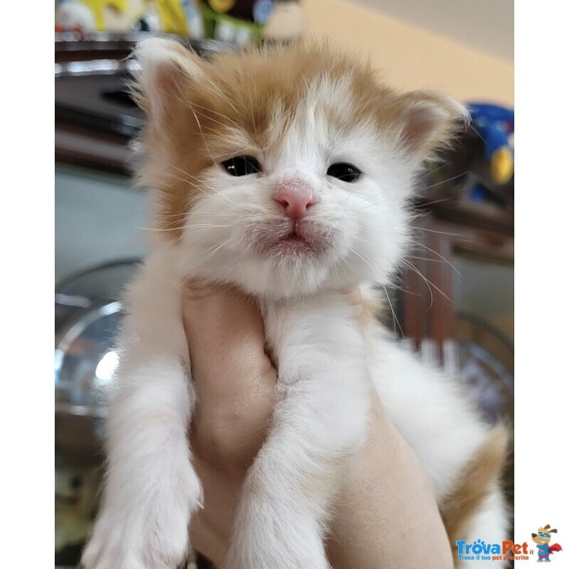 Cuccioli di Maine Coon - Foto n. 1
