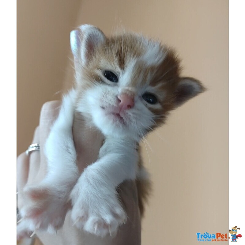 Cuccioli di Maine Coon - Foto n. 2