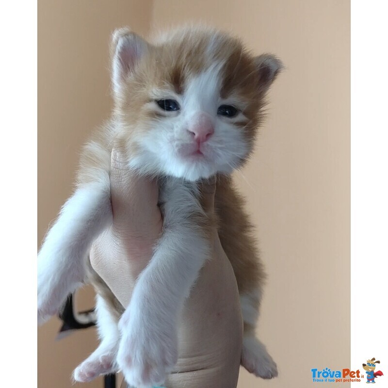 Cuccioli di Maine Coon - Foto n. 3