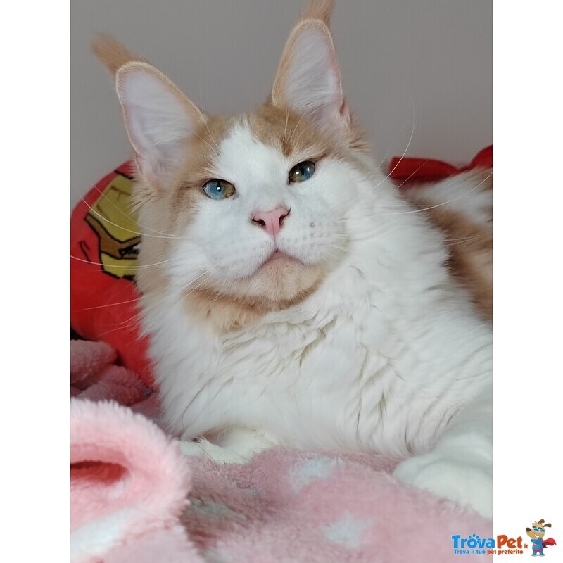 Cuccioli di Maine Coon - Foto n. 4