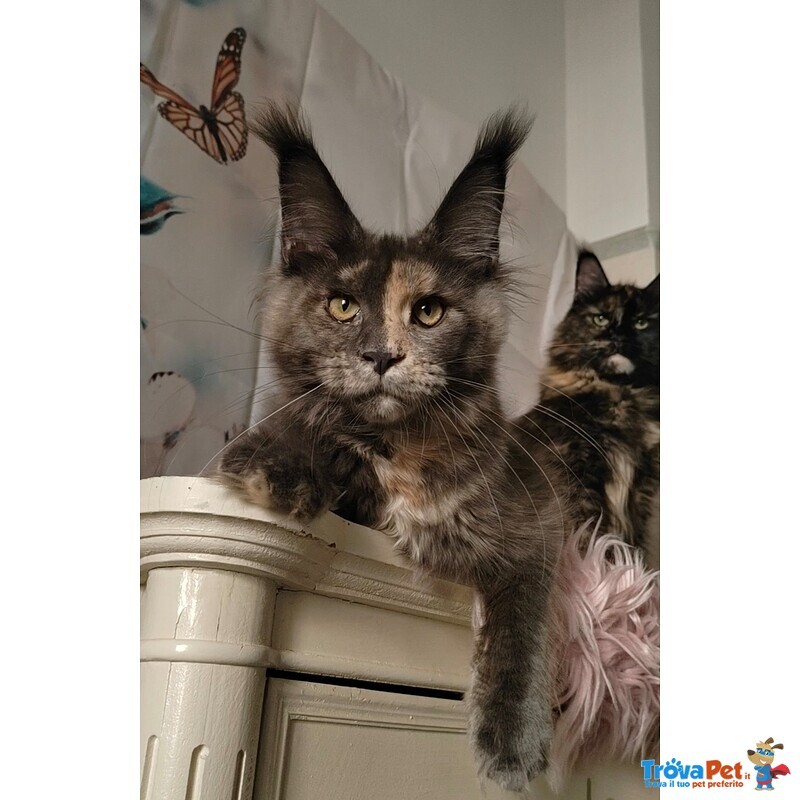 Cuccioli di Maine Coon - Foto n. 5