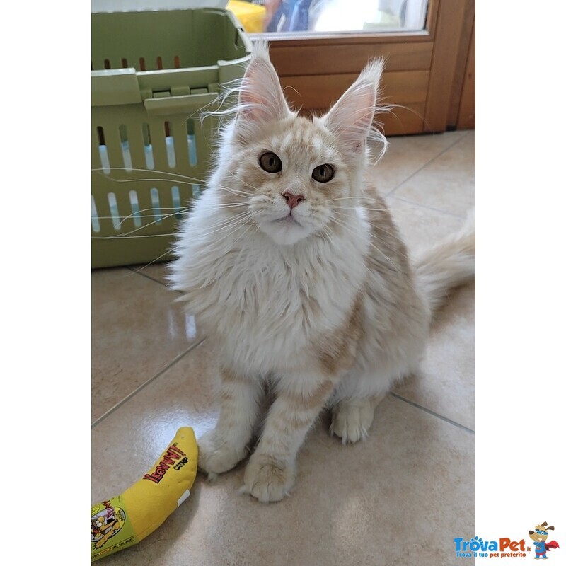 Cuccioli di Maine Coon - Foto n. 6