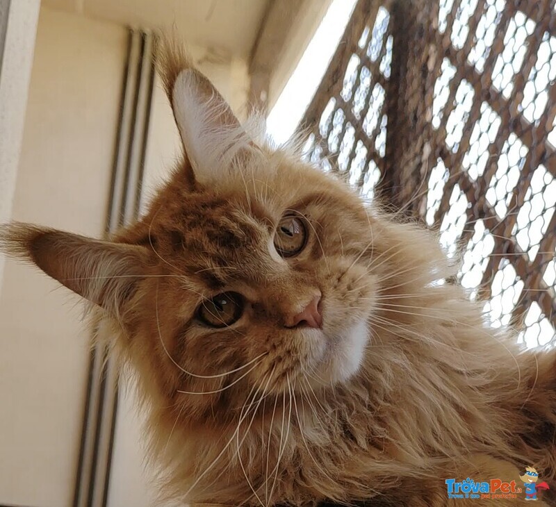 Cuccioli di Maine Coon - Foto n. 8