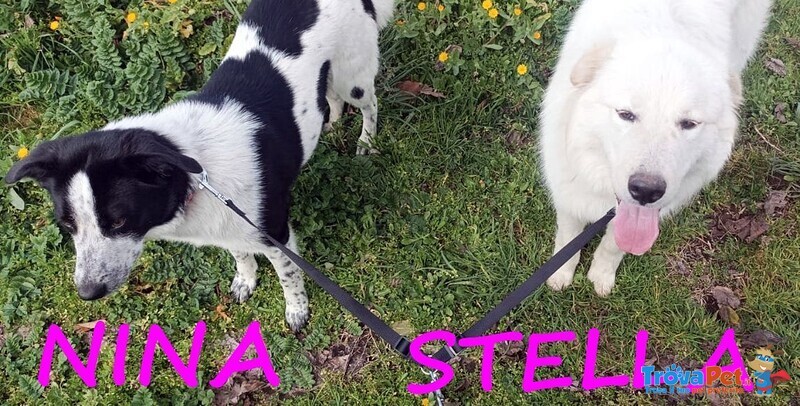 Nina e Stella 1anno Dolcissime - Foto n. 2