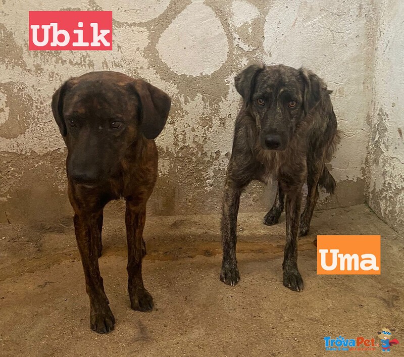 Uma e ubik Mamma e Figlio Adorabili Tigratini - Foto n. 2