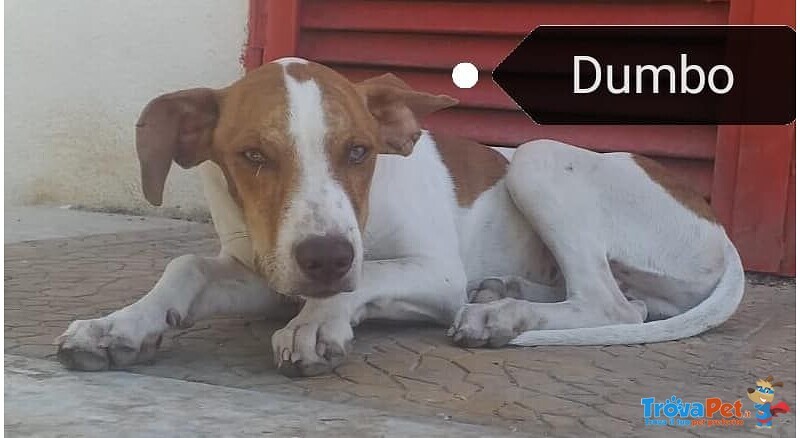 Dumbo Dimenticato in Canile tg Media - Foto n. 1