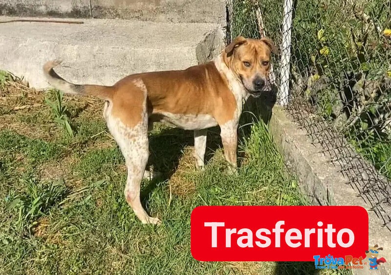 Casper 2anni Bravo,equilibrato - Trasferito! - Foto n. 3