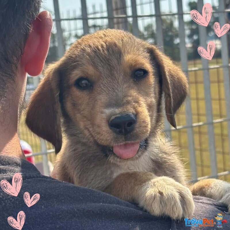 Melody Dolce Cucciola 2 mesi Cerca Adozione - Foto n. 1