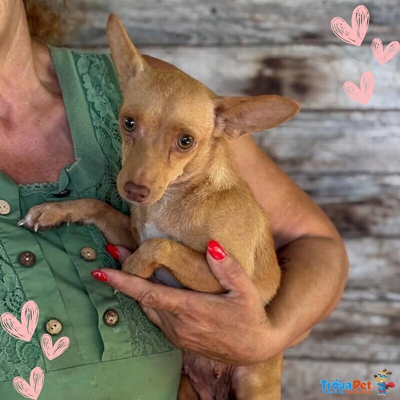 Melissa Dolce Cagnolina mix Pinscher Cerca Adozione - 1 anno - 5 Kg - Foto n. 1