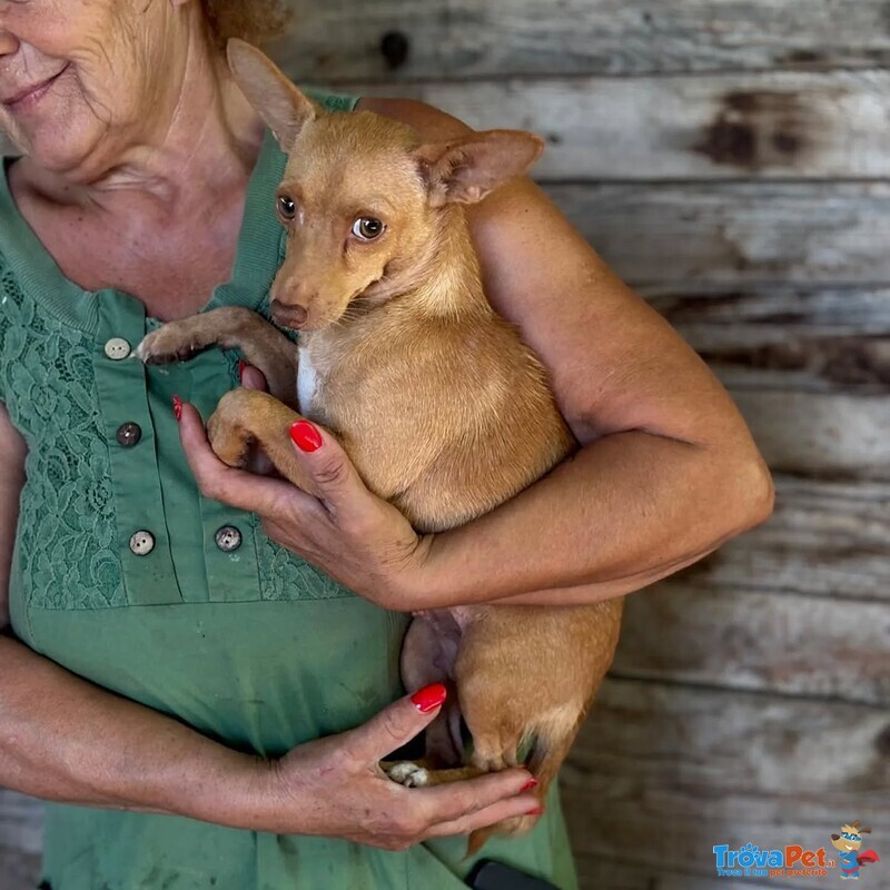 Melissa Dolce Cagnolina mix Pinscher Cerca Adozione - 1 anno - 5 Kg - Foto n. 3