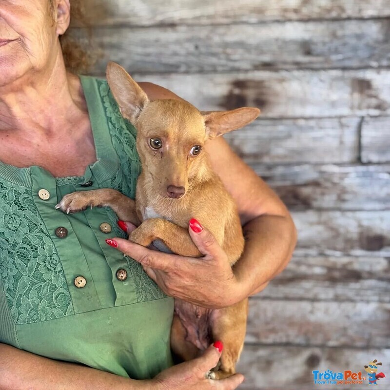 Melissa Dolce Cagnolina mix Pinscher Cerca Adozione - 1 anno - 5 Kg - Foto n. 4