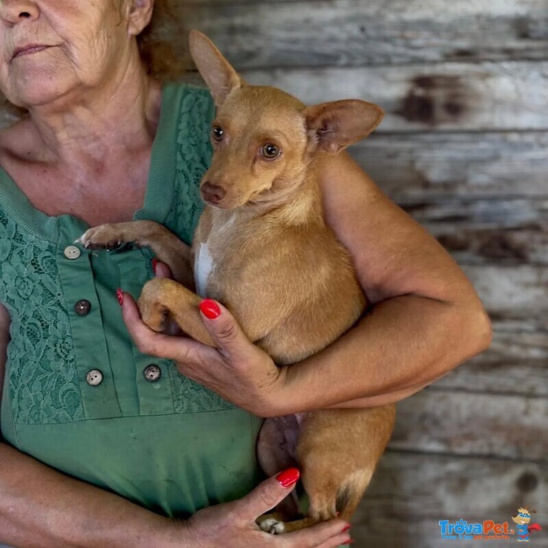 Melissa Dolce Cagnolina mix Pinscher Cerca Adozione - 1 anno - 5 Kg - Foto n. 5
