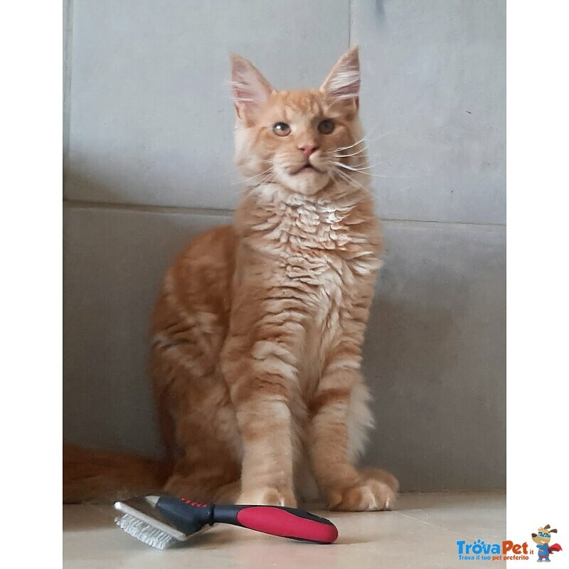 Cucciolo di Maine coon Taglia Xxl - Foto n. 1