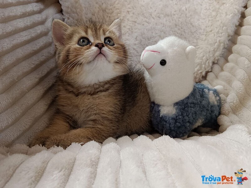 Milo British Shorthair Mackerel Tabby - Foto n. 1