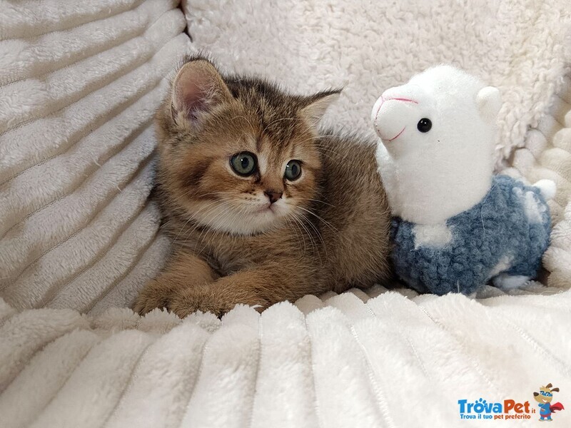 Milo British Shorthair Mackerel Tabby - Foto n. 2