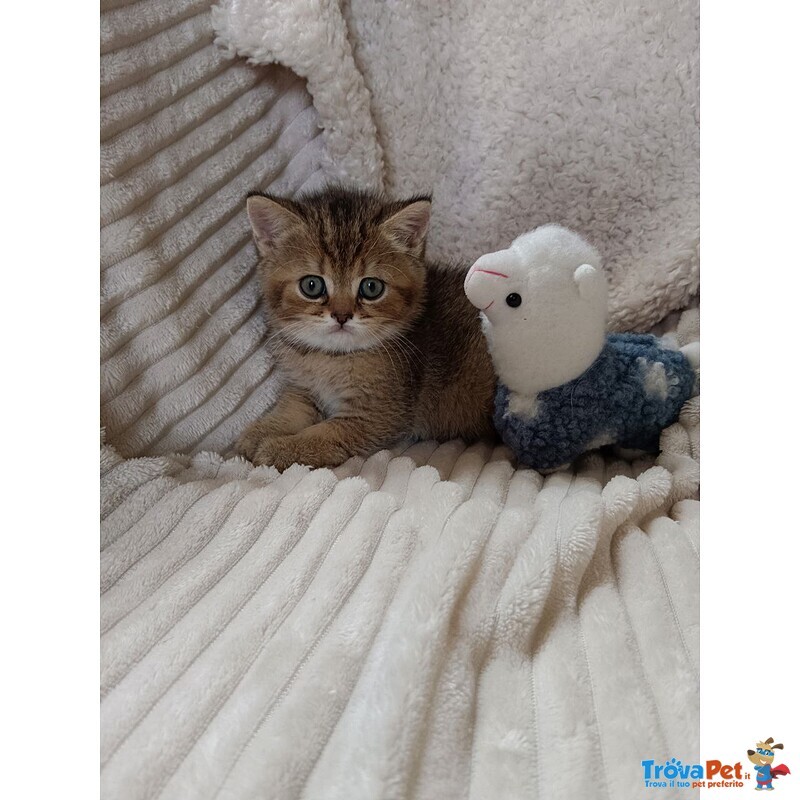 Milo British Shorthair Mackerel Tabby - Foto n. 4