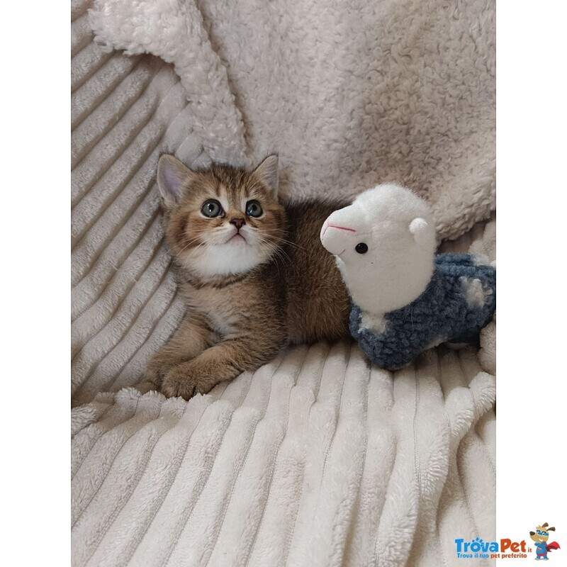 Milo British Shorthair Mackerel Tabby - Foto n. 5