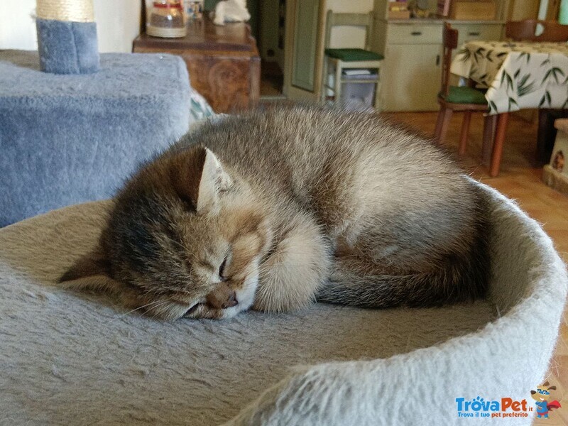 Milo British Shorthair Mackerel Tabby - Foto n. 6