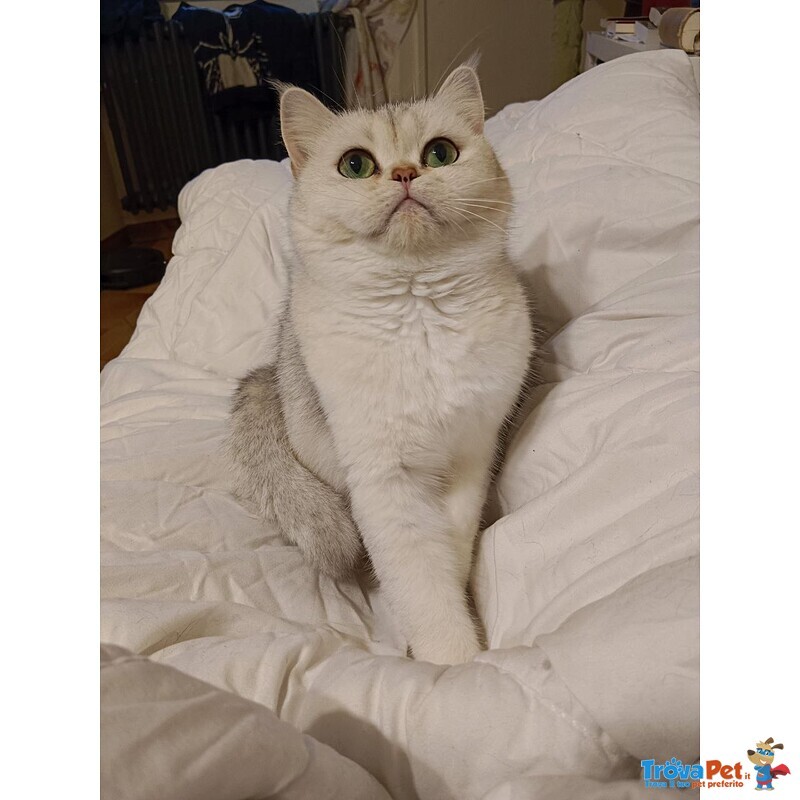 Milo British Shorthair Mackerel Tabby - Foto n. 8