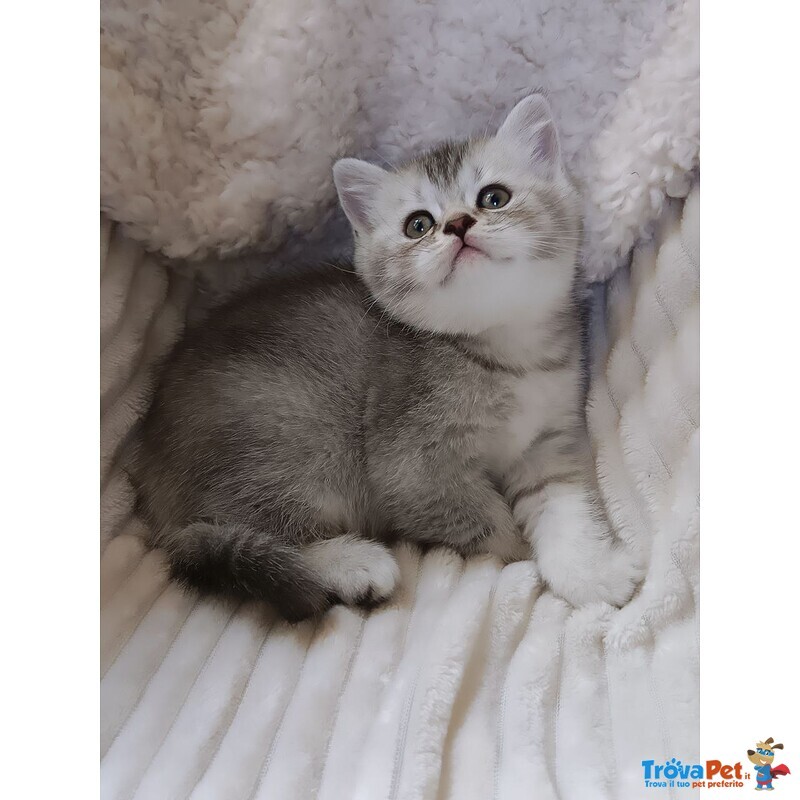 Mia British Shorthair Black Silver Shell - Foto n. 1