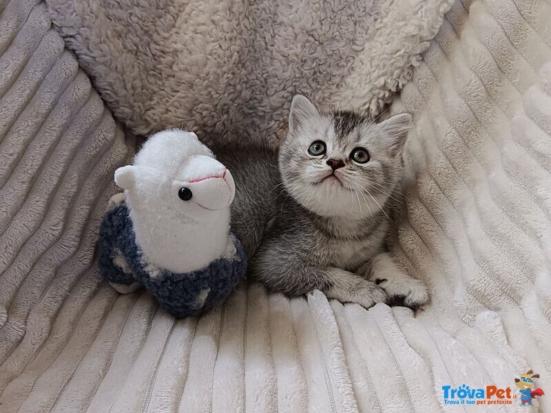 Mia British Shorthair Black Silver Shell - Foto n. 2