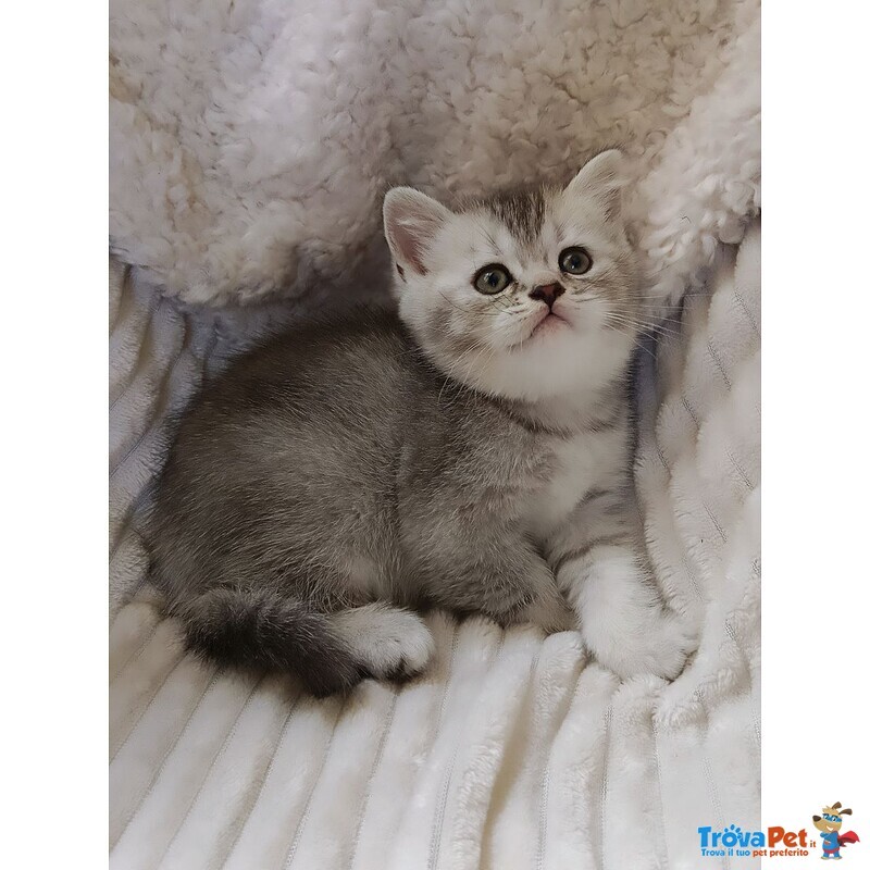 Mia British Shorthair Black Silver Shell - Foto n. 3