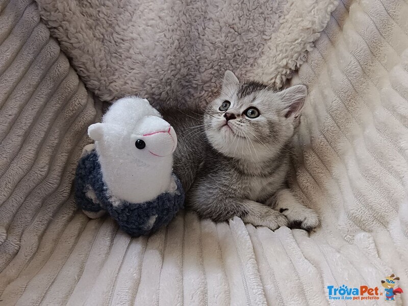 Mia British Shorthair Black Silver Shell - Foto n. 4