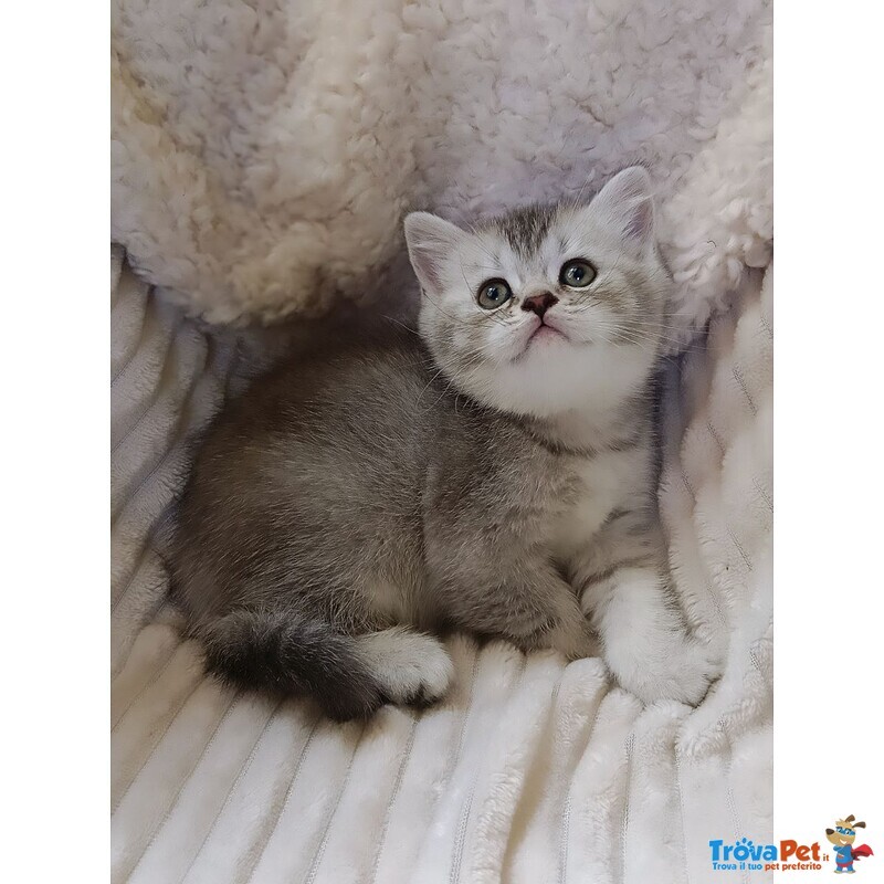 Mia British Shorthair Black Silver Shell - Foto n. 5