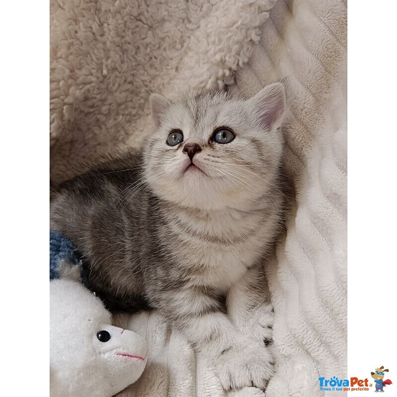 Miro British Shorthair Blotched Tabby - Foto n. 1