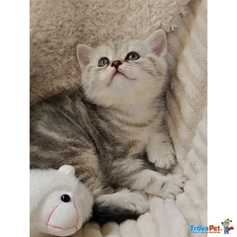 Miro British Shorthair Blotched Tabby - Foto n. 2