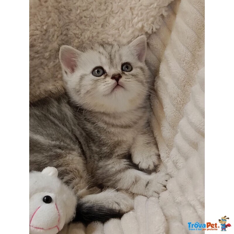 Miro British Shorthair Blotched Tabby - Foto n. 3
