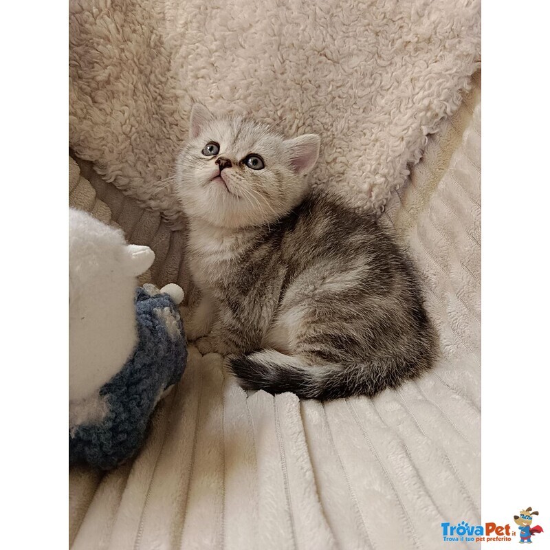 Miro British Shorthair Blotched Tabby - Foto n. 4