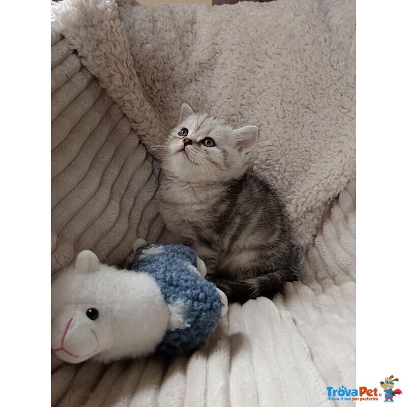 Miro British Shorthair Blotched Tabby - Foto n. 5